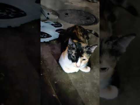 #Thecat#2024 #funnyshorts ♥️