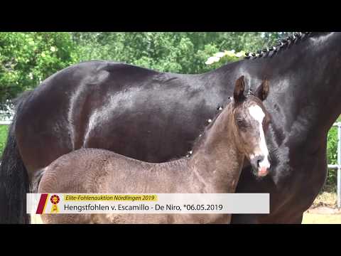 Fohlen von Escamillo x De Niro