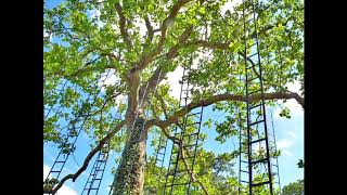 Cedar Walton - Jacob&#39;s Ladder