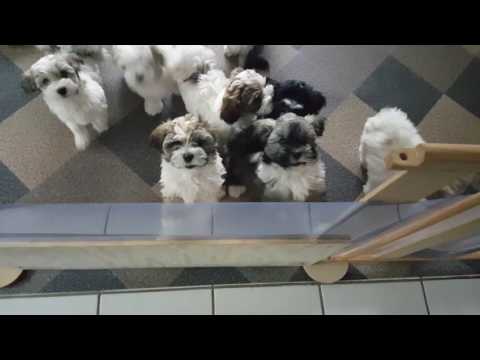 Der morgendliche Wahnsinn im Welpen Gehege der Havis von der Fuerstenkrone.