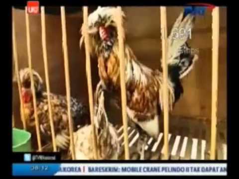 download lagu mp3 mp4 Phoenix Batik, download lagu Phoenix Batik gratis, unduh video klip Phoenix Batik