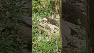 Download lagu service panggilan,tiba tiba ada yang mau kenalan...#joke#lucu mp3 Download lagu service panggilan,tiba tiba ada yang mau kenalan...#joke#lucu mp3