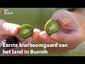 Met het klimaat verandert ook de appelplukdag, in Bunnik pluk je nu ook kiwibessen | RTV Utrecht