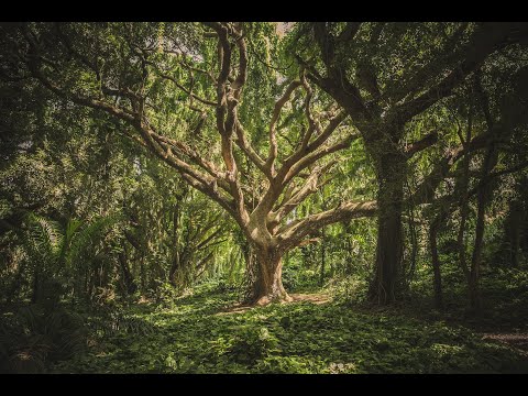 Davide Verotta - String Quartet No.8 - Circadian String Quartet