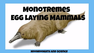 Monotremes-egg laying mammals
