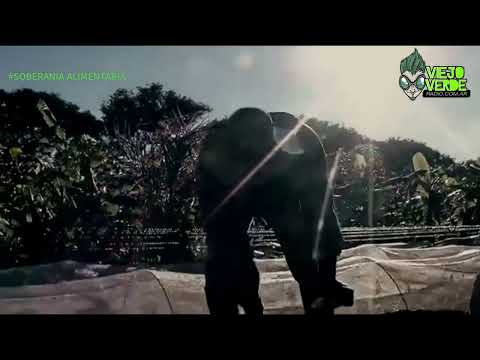 CAMINO A LA SOBERANIA ALIMENTARIA FRAGMENTO DE VIAJE  A LOS PUEBLOS FUMIGADOS