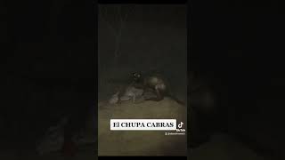 el chupa cabras😳 #shorts #short #horrorstories #leyendas #misterio #viral #fyp #parati #greenscreen