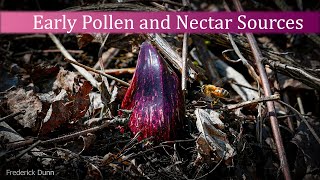 Early Nectar and Pollen Sources for Honey Bees, Silver Maple and Skunk Cabbage!  Foraging!