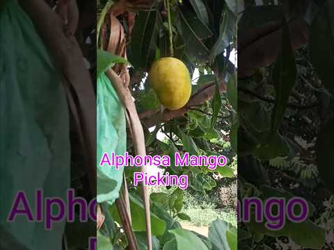 Alphonsa Mango picking 🥭#fruits #mango #shorts #shortfeed #short#shortsfeed #viralvideo