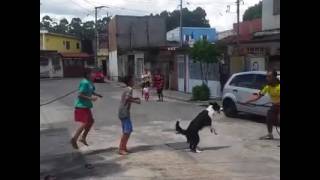 animales  el perro salta la cuerda