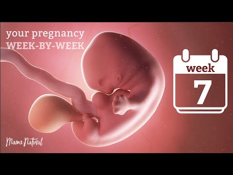 7 Weeks Pregnant - Natural Pregnancy Week-By-Week