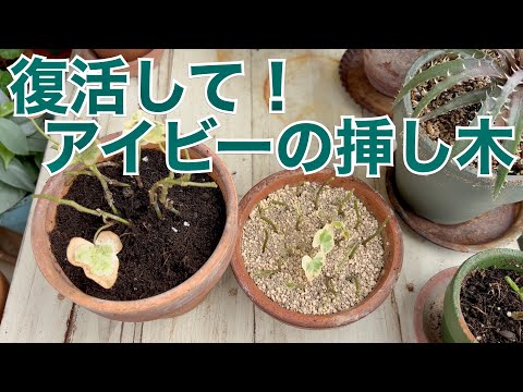 水中のツタの挿し木 2022