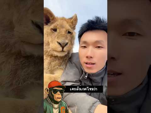 ทำไมสิงโตถึงเลี้ยงได้ แต่เสือเลี้ยงยาก #shorts