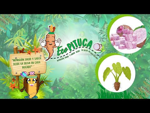 Advertisement using the AIDA technique, Create and undertake the ECOPITUCA project