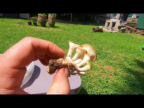 Can we REALLY start mushroom spawn from wild mushrooms?