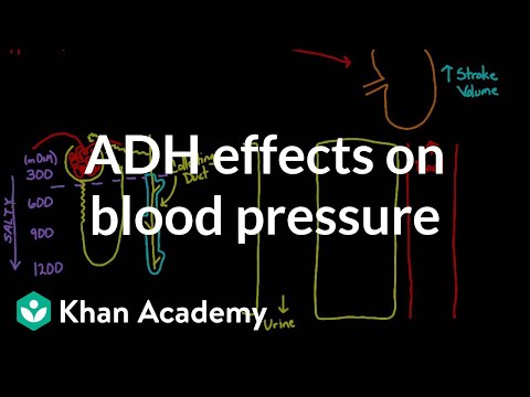 ADH effects on blood pressure | Renal system physiology | NCLEX-RN | Khan Academy