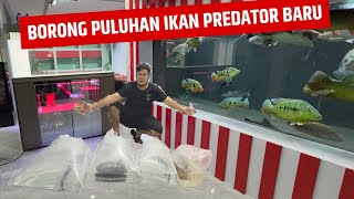 BORONG !!! PULUHAN IKAN PREDATOR BARU UNTUK KOLEKSI MARKAS JAMM VLOG SEMAKIN PADAT