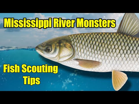 Mississippi River Monsters – Fly Fishing for Grass Carp – Fish Scouting Tips