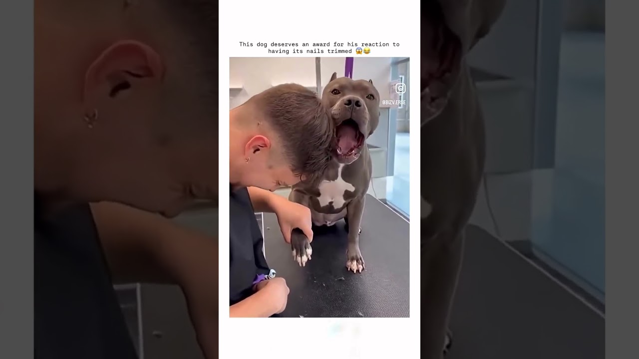 Ruff Ruff & Ouch Ouch 😡😂