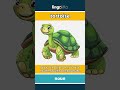 tortoise (noun) - definition and usage in English