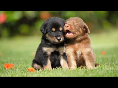 Cute dogs