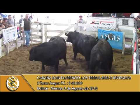 03-08-18 Venta de Toros P.P. y P.C. - Cab. Don Florencio, Los Trebolares e Invitados - Bolivar.
