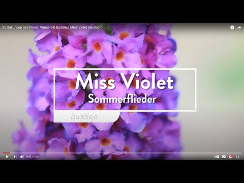 Miss Violet