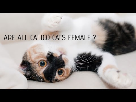 Are all Calico cats female