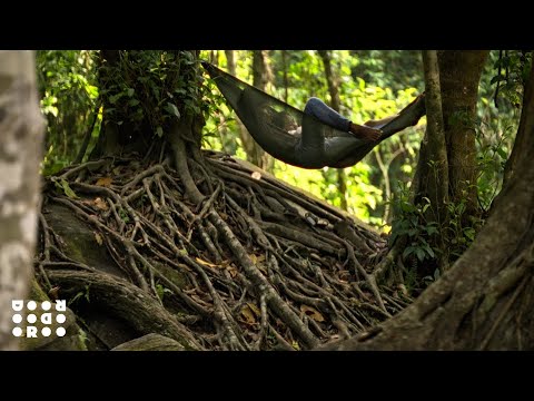 HYUKOH(혁오), Sunset Rollercoaster - Glue (Official MV)