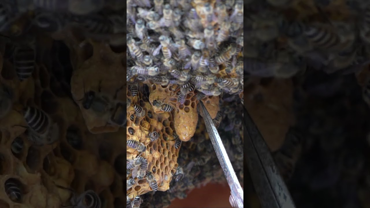 Cutting Open a Queen Cell After 12 Days of No Emergence  #apiscerana