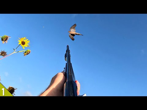 OPENING DAY Solo Dove Hunt in FOG | Hunting Out of a SUNFLOWER Blind