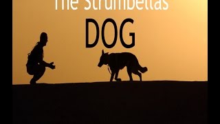 The Strumbellas - Dog (LYRICS)