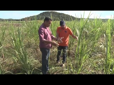 Fazenda em União usa métodos para incrementar produção de cana de açúcar 02 07 2022