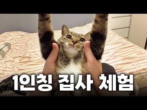 고양이 키우고 싶다면 꼭 보세요...