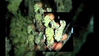 Dir. Quel Azz Weed smoke by project pat