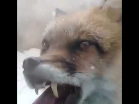 В Якутии бешеная лиса пытается проникнуть в салон автомобиля