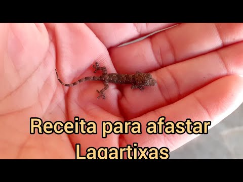 Dicas: Receita  para afastar Lagartixas e fuga de minhocas