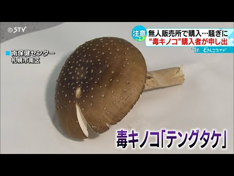 ベニテングタケ