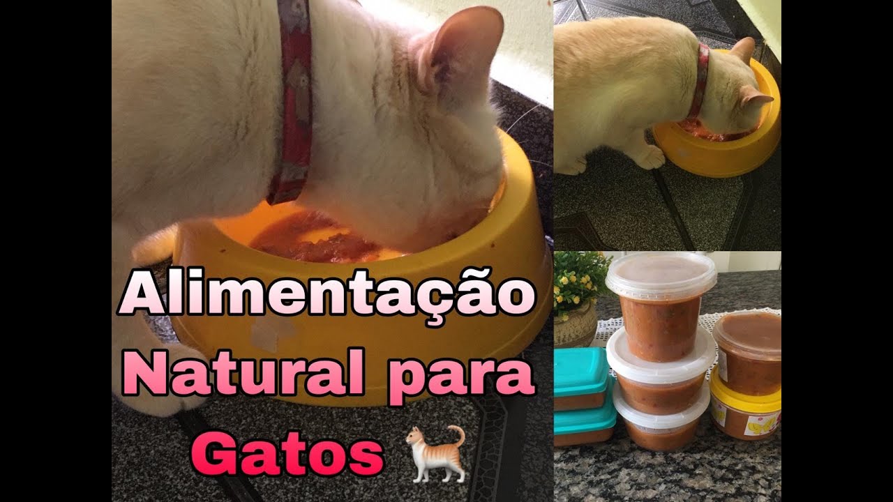 Alimentação natural para Gatos 🐈 | Acabe com a infecção urinária em Gatos