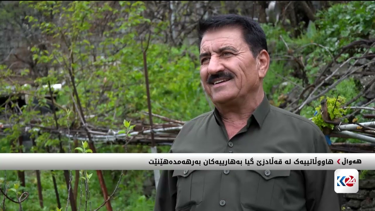 ڤیدیۆ | هاووڵاتییەک لە قەڵادزێ گیا بەهارییەکان دەبەرهەمدەهێنێت