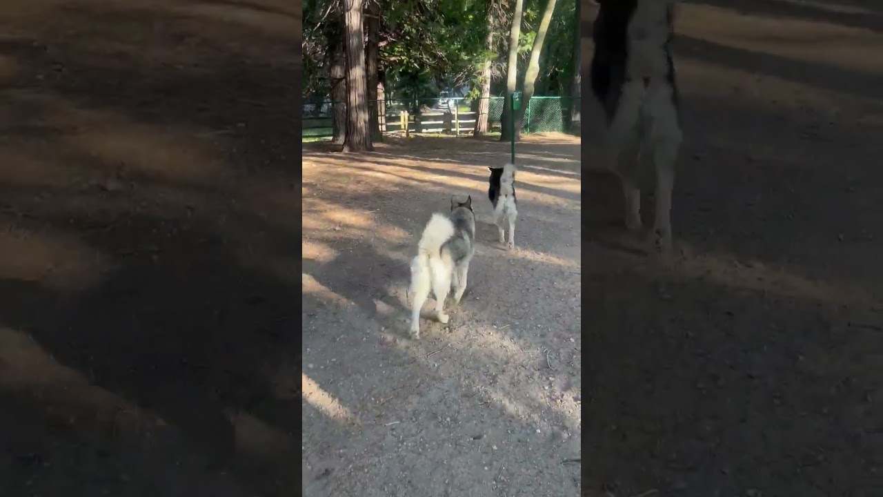 Oso, a ADOPTABLE Siberian Husky in Ashland, OR video 6/6