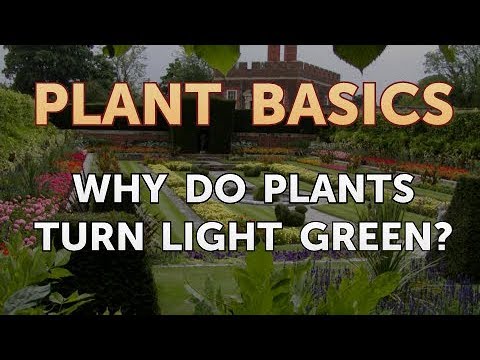 How to Dry an Overwatered Plant