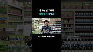 비 오는 날 고구마 절대 심지 마세요