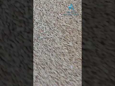 Double Parrot Coriander Seeds