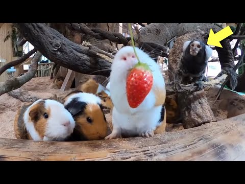 モルモットはイチゴを食べられますか?