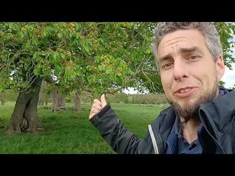 #RangerLife MASSIVE Ulmus minor - (Small Leaved Elm) - IN FRUIT!