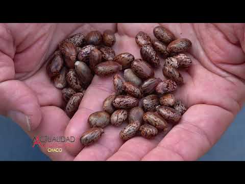 CULTIVO DE RICINO - SEGUNDA PARTE - ING. AGR. JUAN PABLO GOMEZ - HERMOSO CAMPO PROVINCIA DEL CHACO.