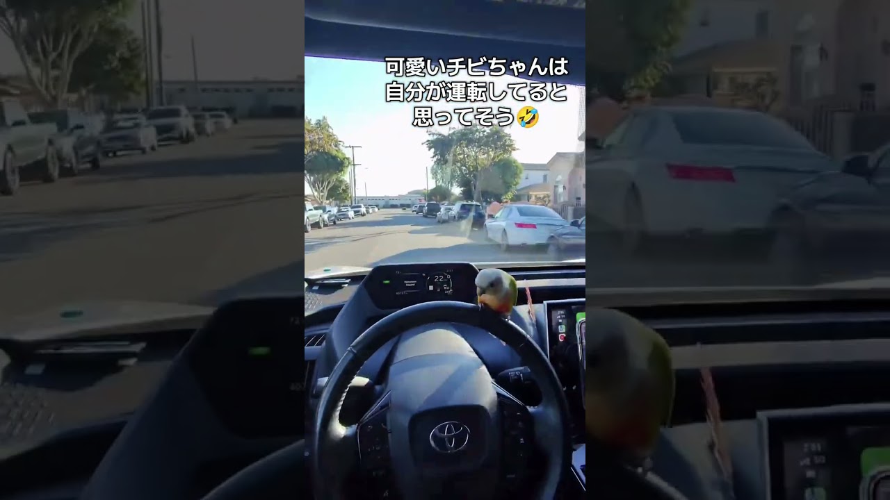 【かわいい】インコ「僕が運転してます(｀･ω･´)」