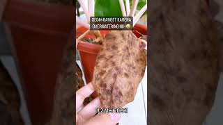 Download lagu cara mengatasi daun aglonema yang mau mati mp3