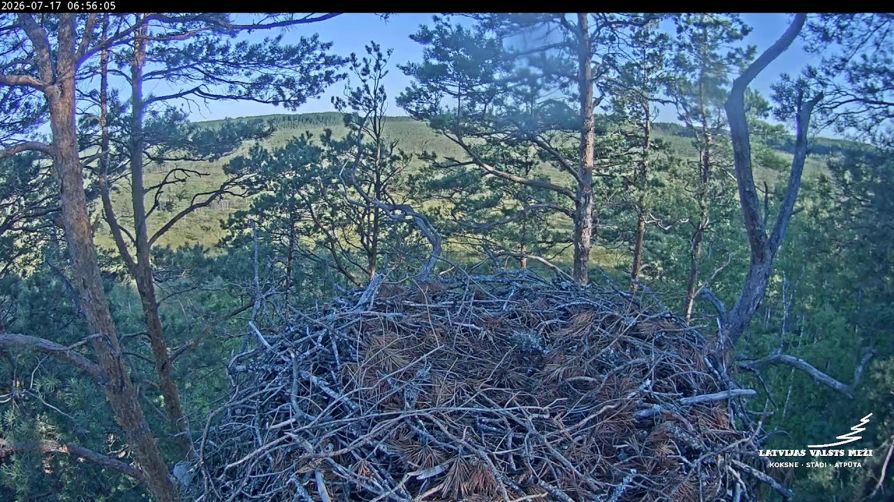 Live webcam view of Golden Eagle Nest Live Cam